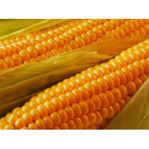 Кристель - кукуруза, 80 000 семян, Евралис фото, цена